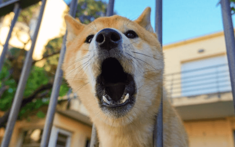 How To Stop Your Dog's Excessive Barking
